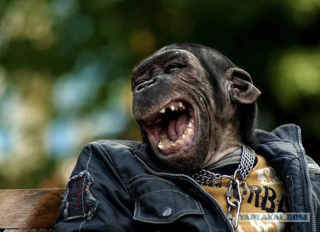 В Таиланде прямо сейчас идёт гражданская война между двумя бандами обезьян — лидера одной из них задержали