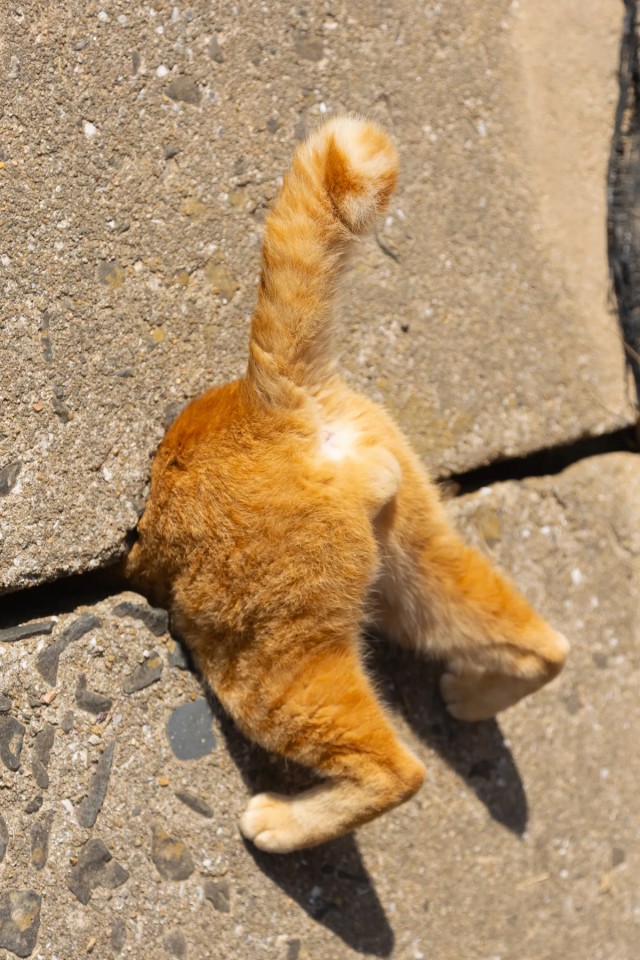 Веселые финалисты Comedy Pet Photo Awards 2024
