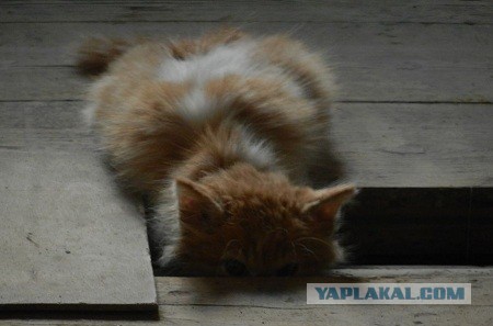 Мелом обвести?