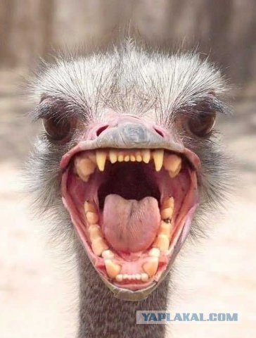 Телеканал N1. Выпуск 2