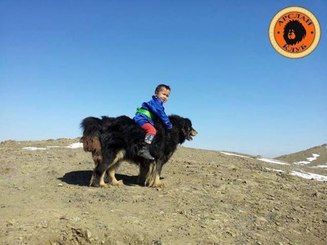 Монголы тоже умеют понтоваться...⁠⁠