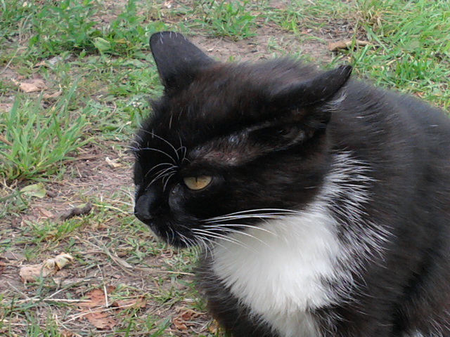 Котовторник 12.11.2013