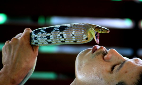 Шелковые дети под охраной гаруд