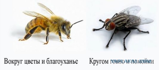 Про "совок головного мозга" на ЯП