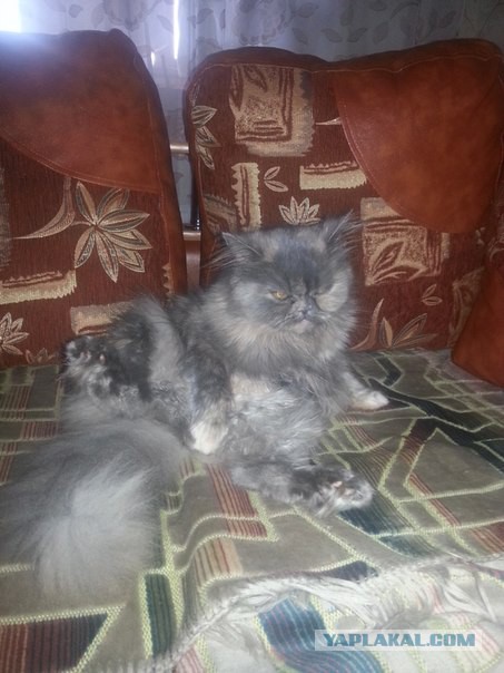 Котовторник 04.03.2014