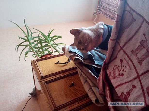 Котовторник 24.06.2014