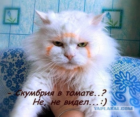 Картинки из этих ваших интернетов