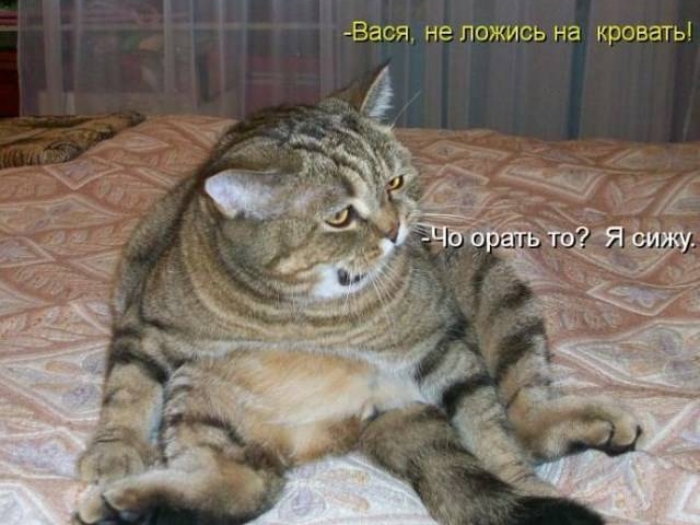 Подборка веселостей из сети