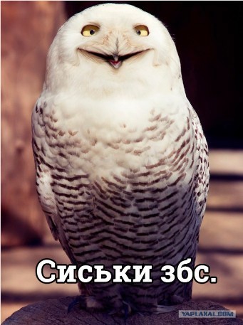 Плюшкиным посвящается
