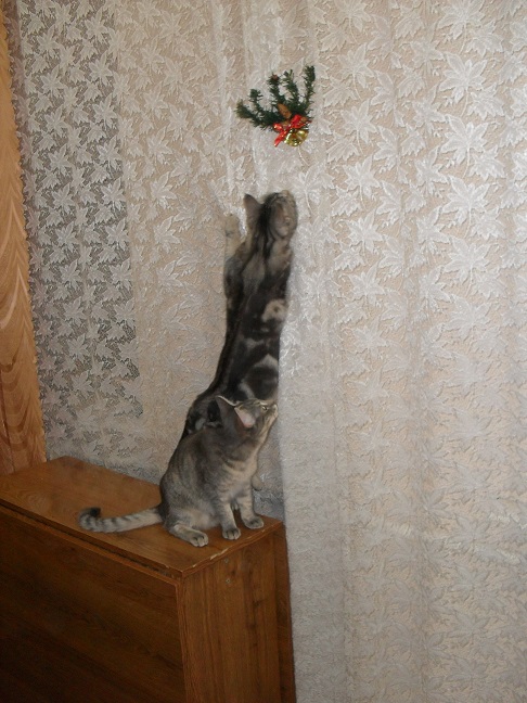 Котооо-о-о-вторник