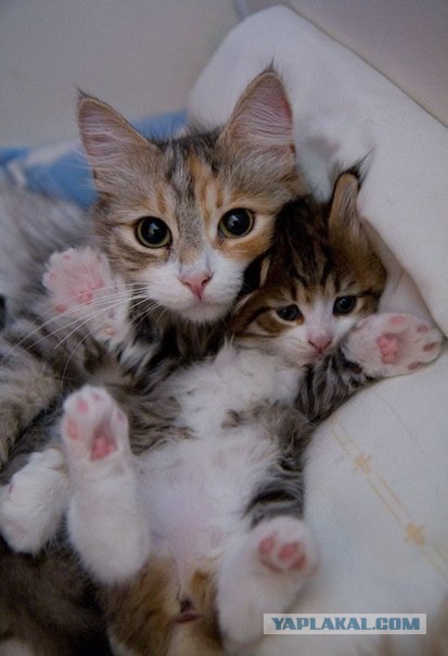 Пост невероятной кошачьей красоты. 25 фот.