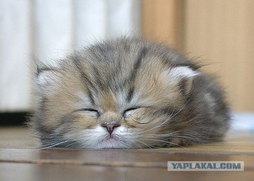 Котовторник