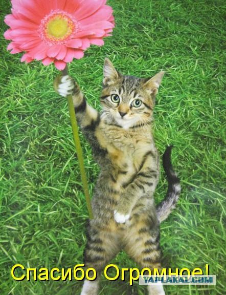 Не убивай котенка!