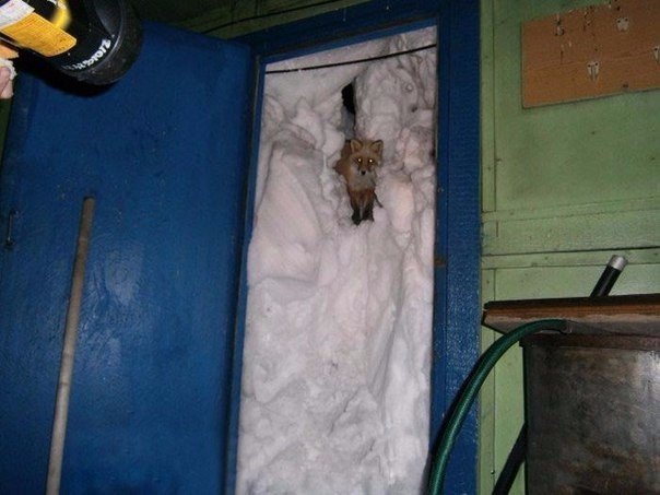 Прикольные животные