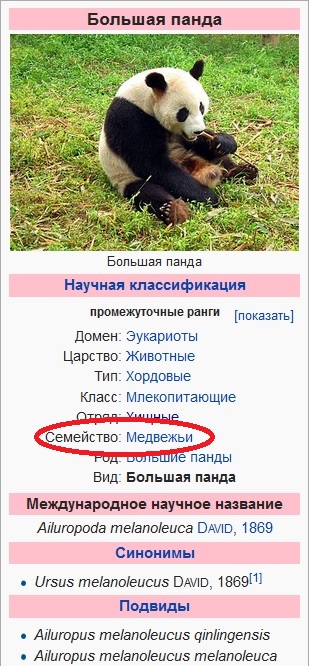животные красной книги большая панда. систематика панды. большая панда систематика. описание панды. муравей-панда интересные факты.