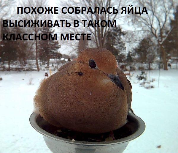 "Поставил кормушку за окном и всю зиму фотографировал птиц, которые прилетали покушать"