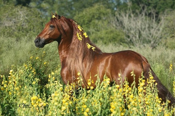 Самые смешные животные
