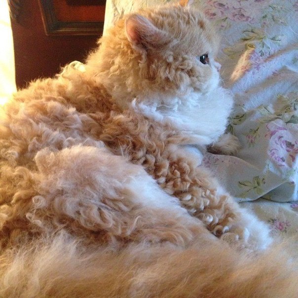 Коты и Кошки