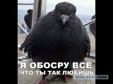 Картинок всяких