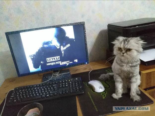 Котовторник 28.03.2017
