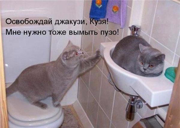Коты и Кошки