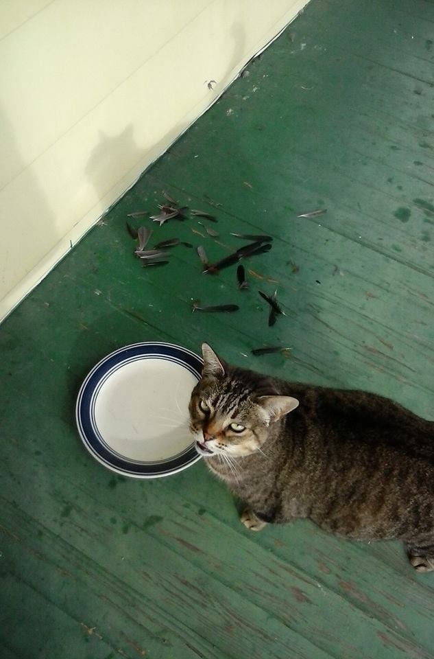 Коты и Кошки