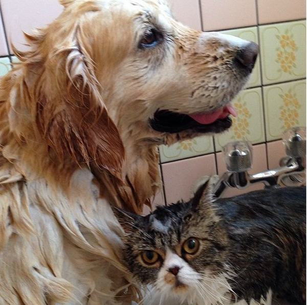 Коты и Кошки