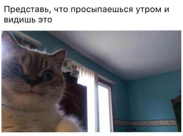 Коты и Кошки
