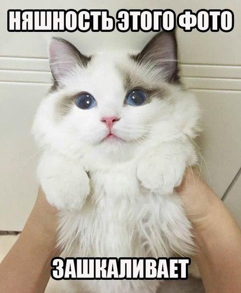 Котовторник 27.02.2018 наступил!