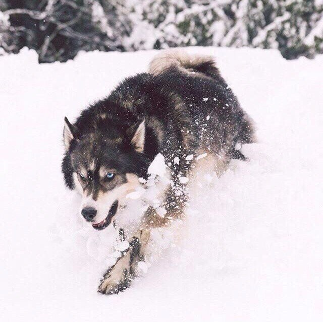 Живность из сети