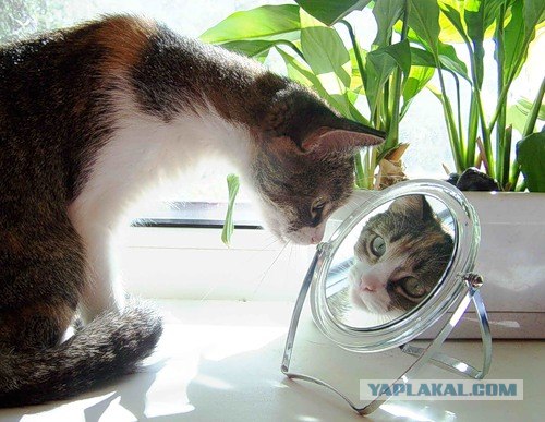 Кошак в шоке