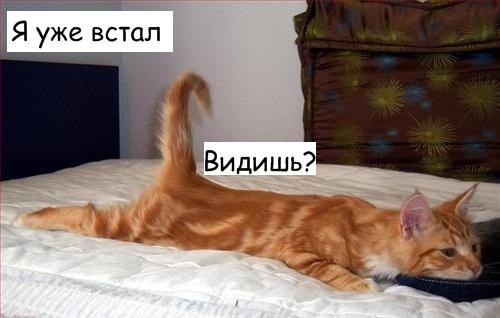 Lolcats - котовторник 33 лолокота!