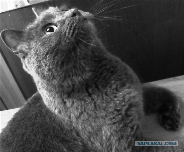 Котейкин вторник! Космический 12.04!