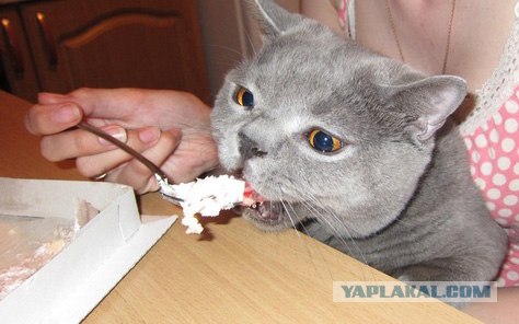 Котовторник на середину июня