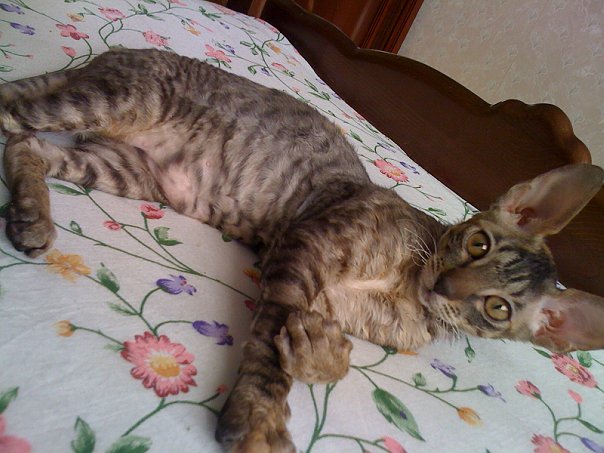 Состоятельный котовторник