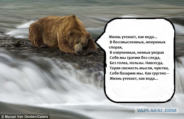 Мишка заснул посреди речки
