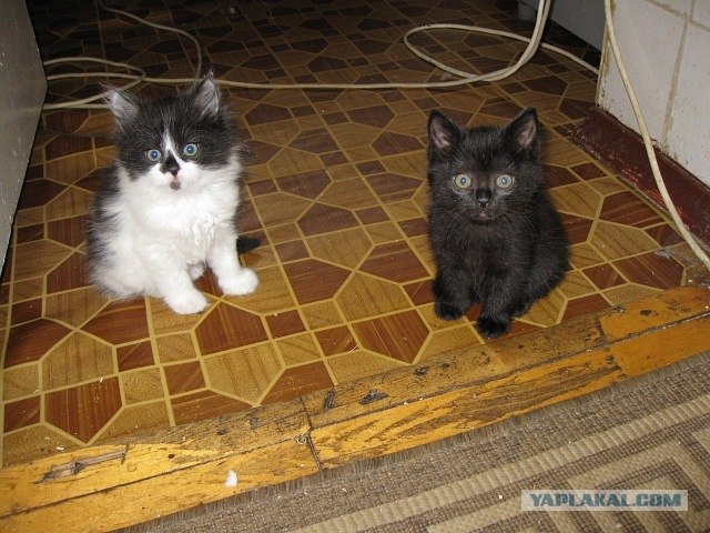 Котовторник 1.11.11