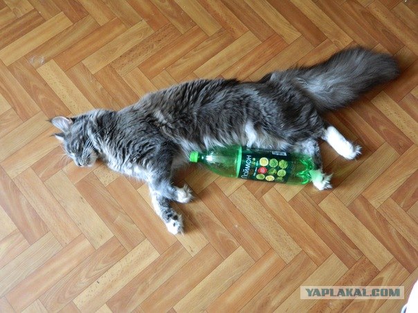 Котовторник 06.12.2011
