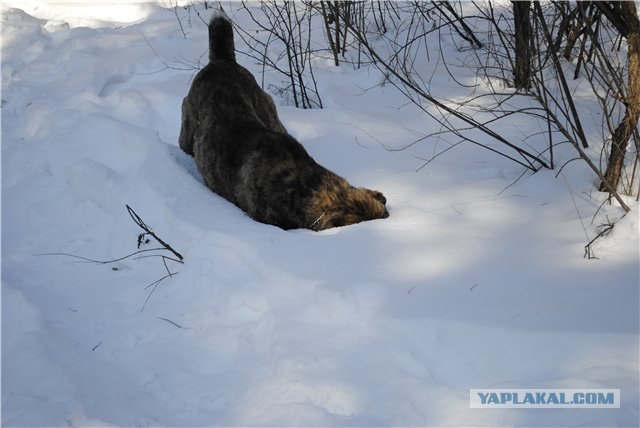 Предновогодний собакочетверг.