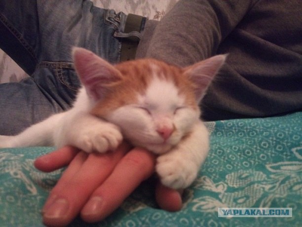 Котовторник (24. 01. 2012 )