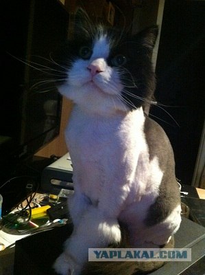 Котовторник  4.09.12