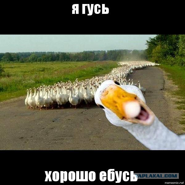 Серый гусь: Страшные зубы и еще более страшные гениталии
