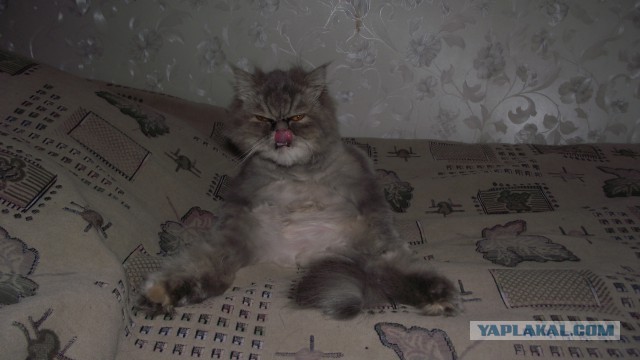 Забавные фото котеек