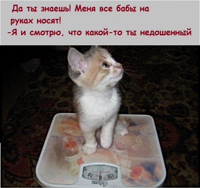 Картинки с котами и про котов