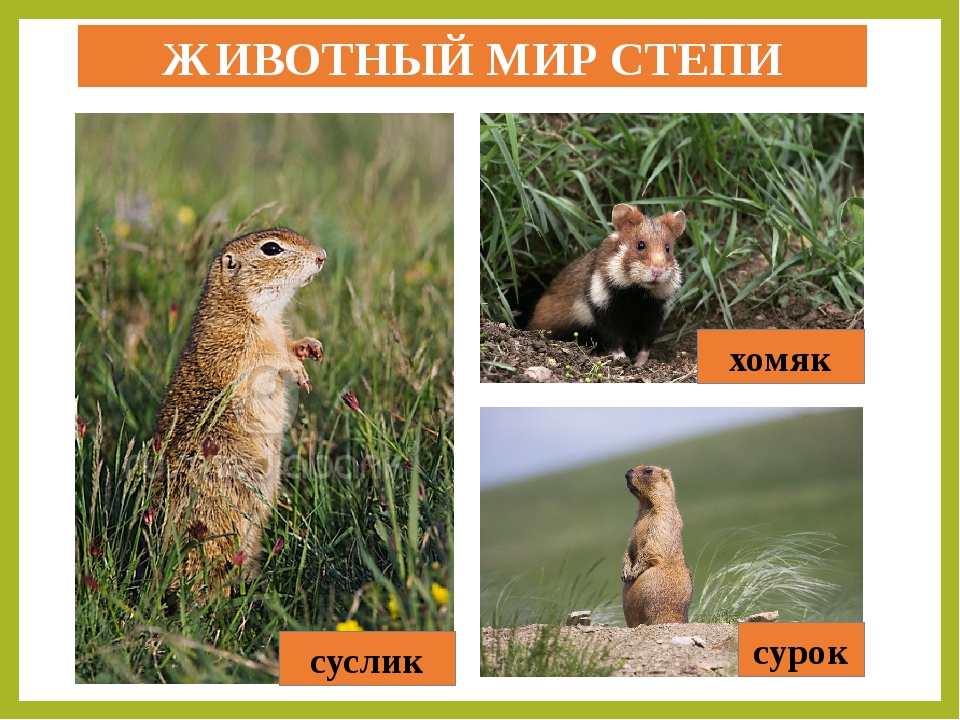 Суслик и сурок отличия