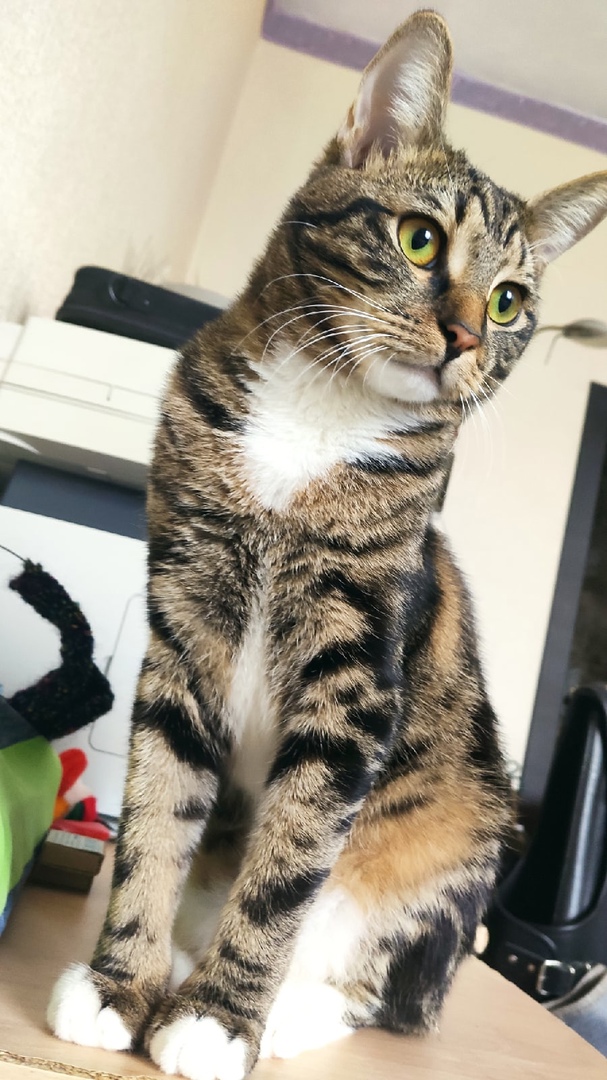 Котовторник 21.12.21