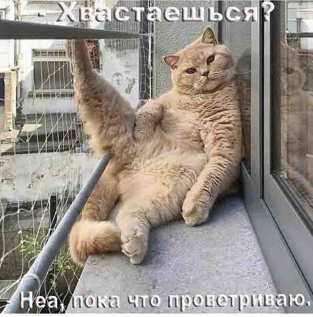 Котовоскресенье