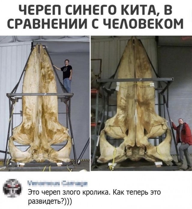Картинки и мемы для настроения - 31