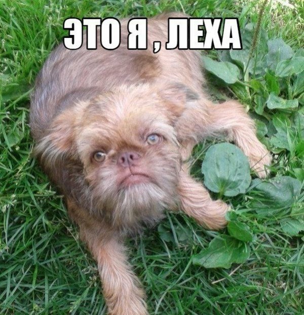 Бортпроводники спасли кота Лешку, которого не пускали в Таиланд