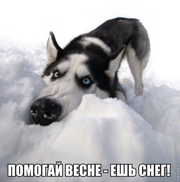Доставка баянов